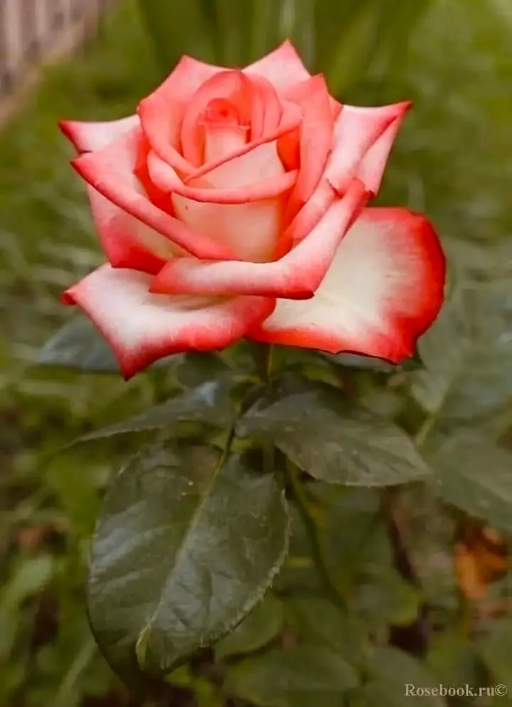 1f3ae4c9a0275bf56cf944f371dbb804