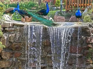 همه چیز درباره باغ پرندگان تهران؛ از گونه های کمیاب تا امکانات تفریحی تصویر 2