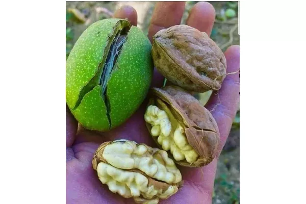 71a261a157428f134b124955160da64d