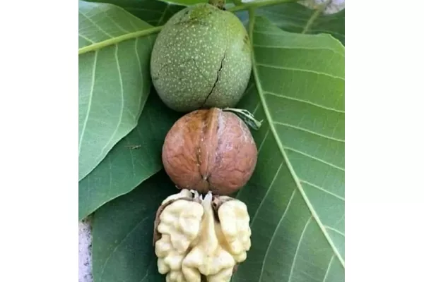 c2d1f34a554e659022b0f8eab9fde11b